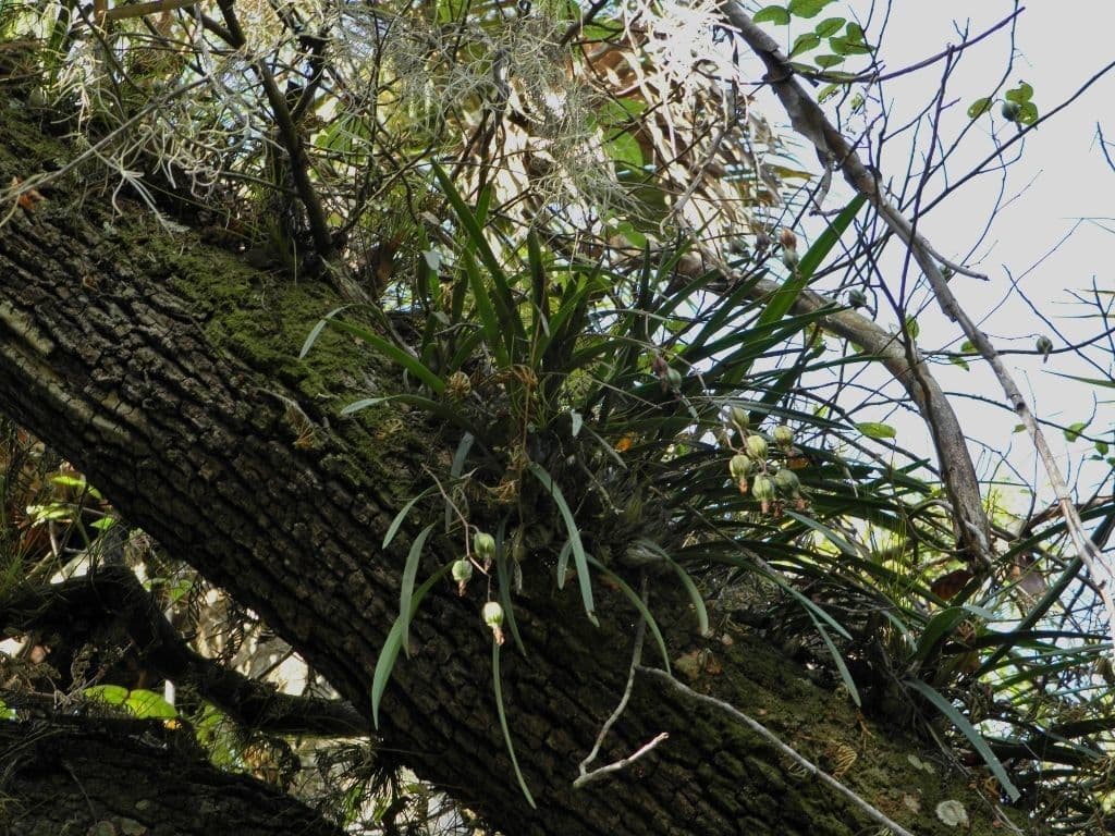 Encyclia 7