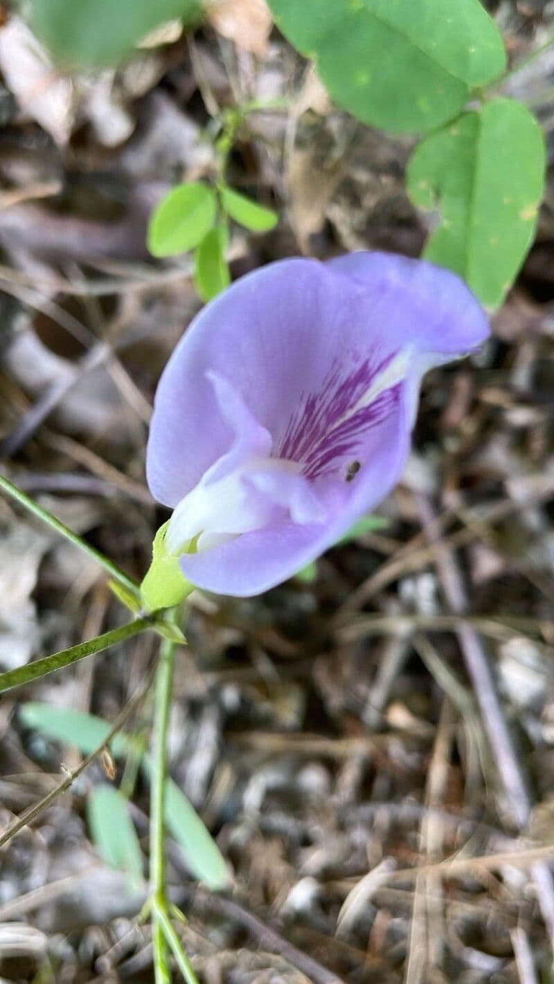 Clitoria 2