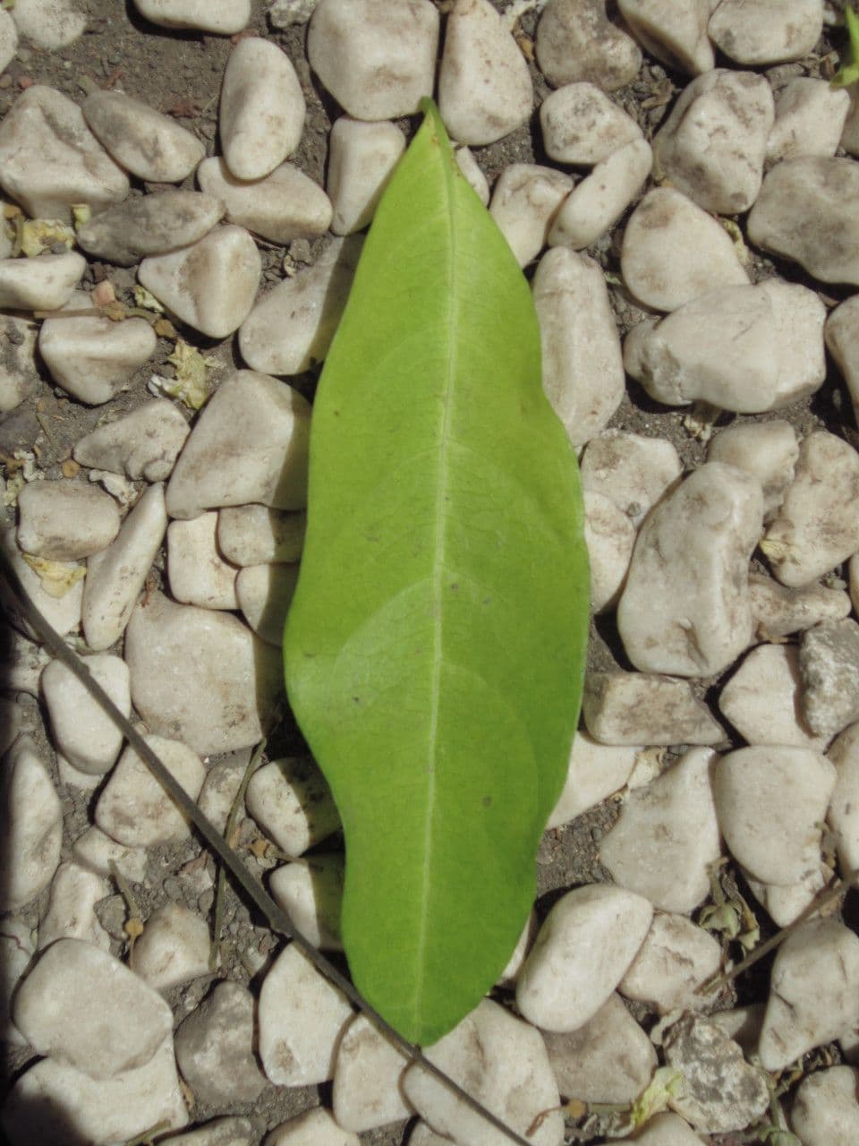 Harpullia pendula 10