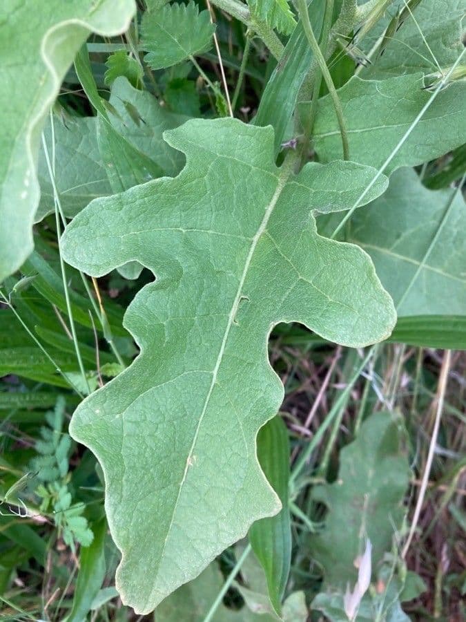 Solanum dimidiato 18