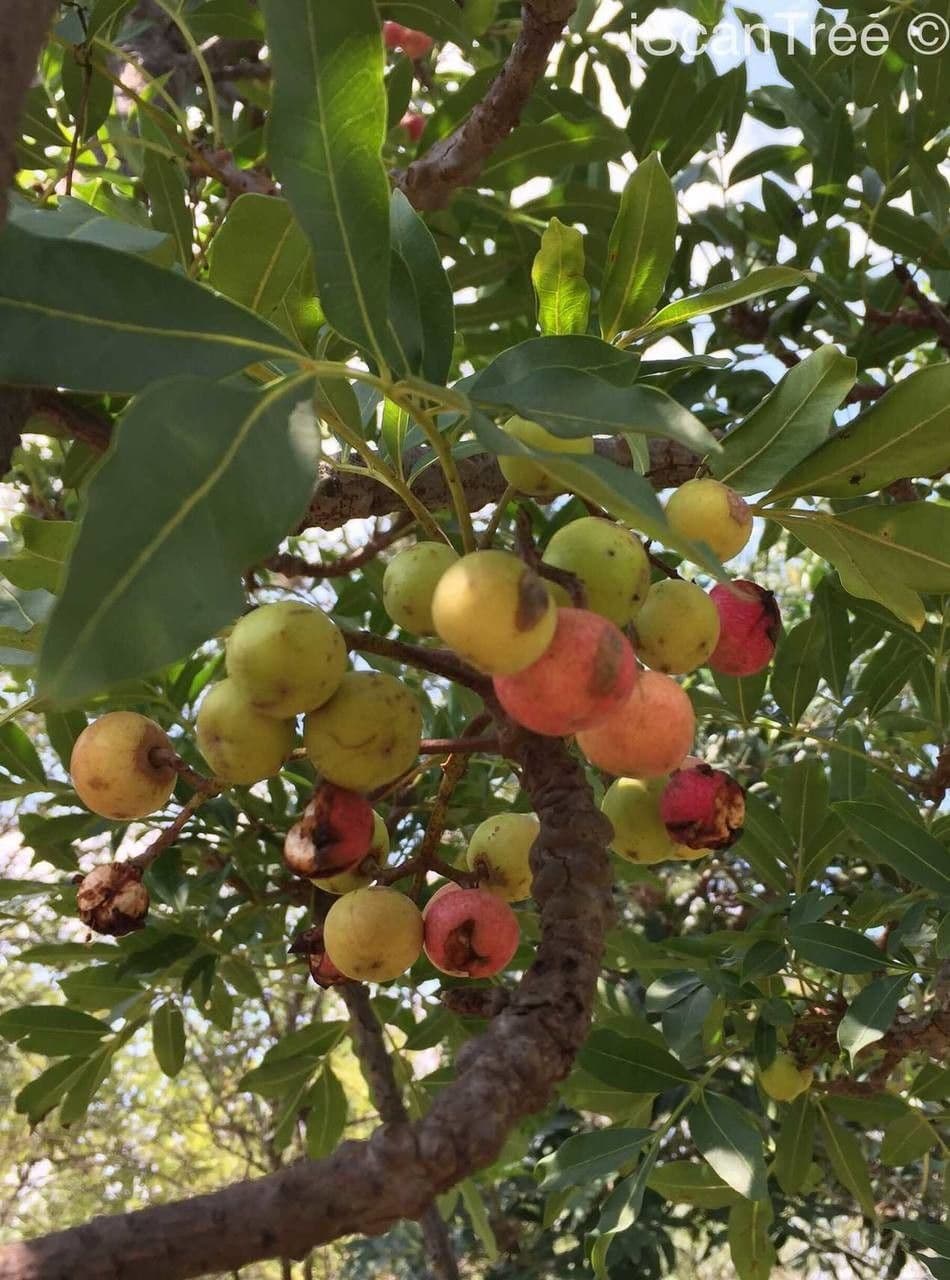 Ekebergia 2
