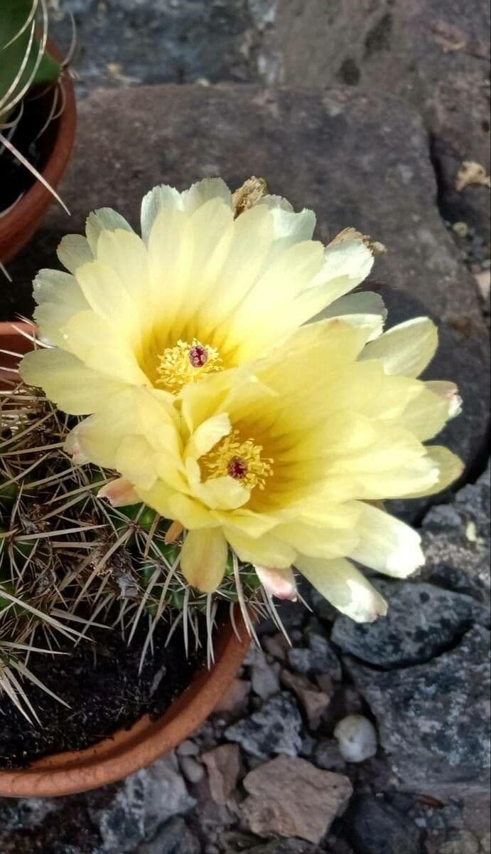 Parodia