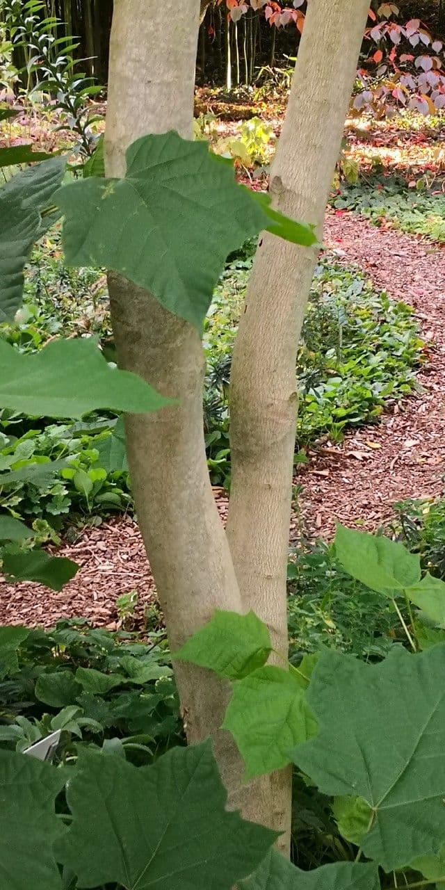 Alangium platanolisté 15
