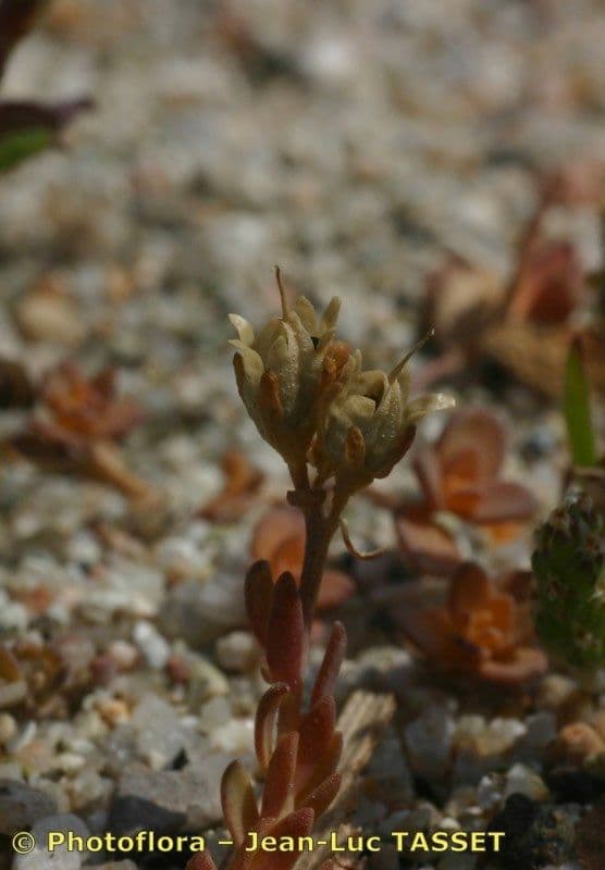 Linaria gialla 10