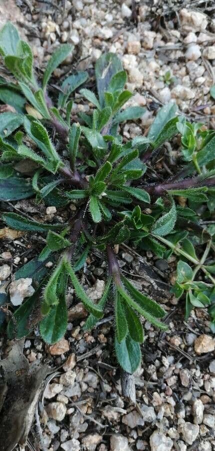 Silene gallica 16