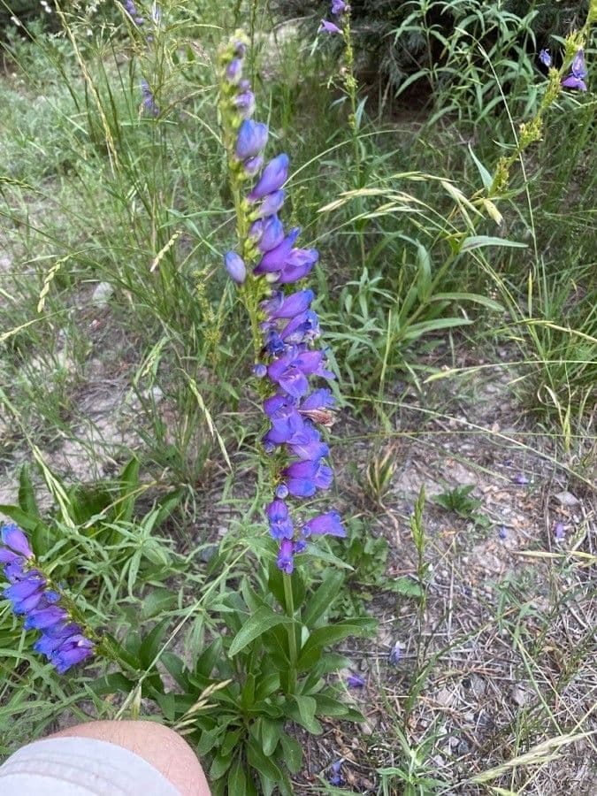 Penstemon 5