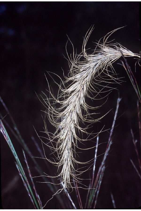 Elymus canadensis 9