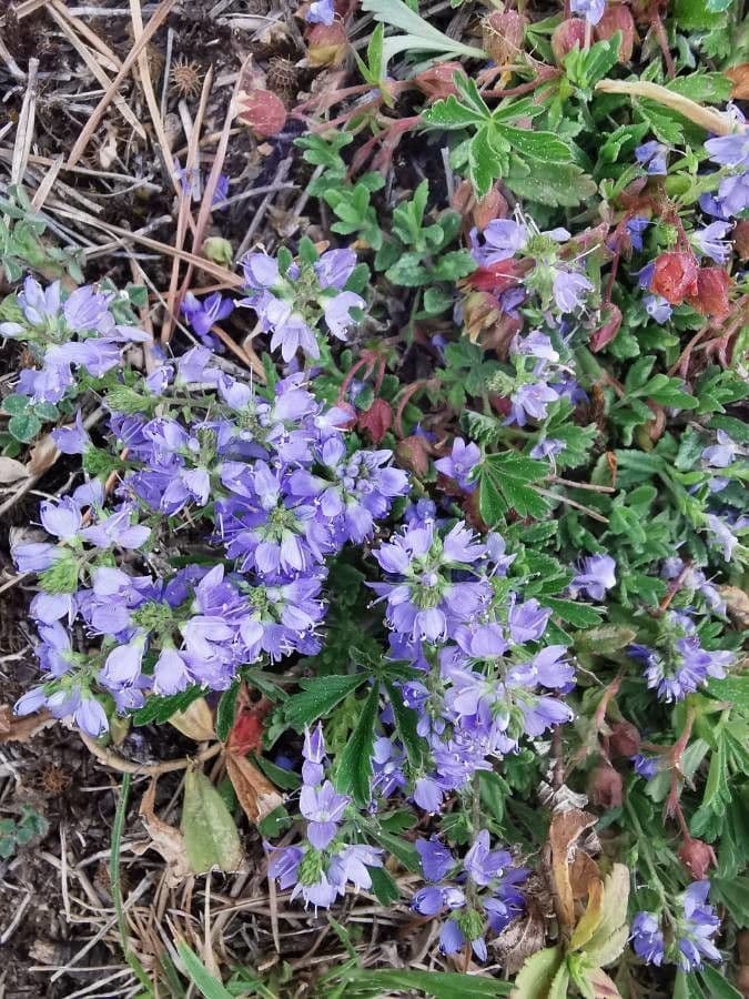 Veronica prostrata 16