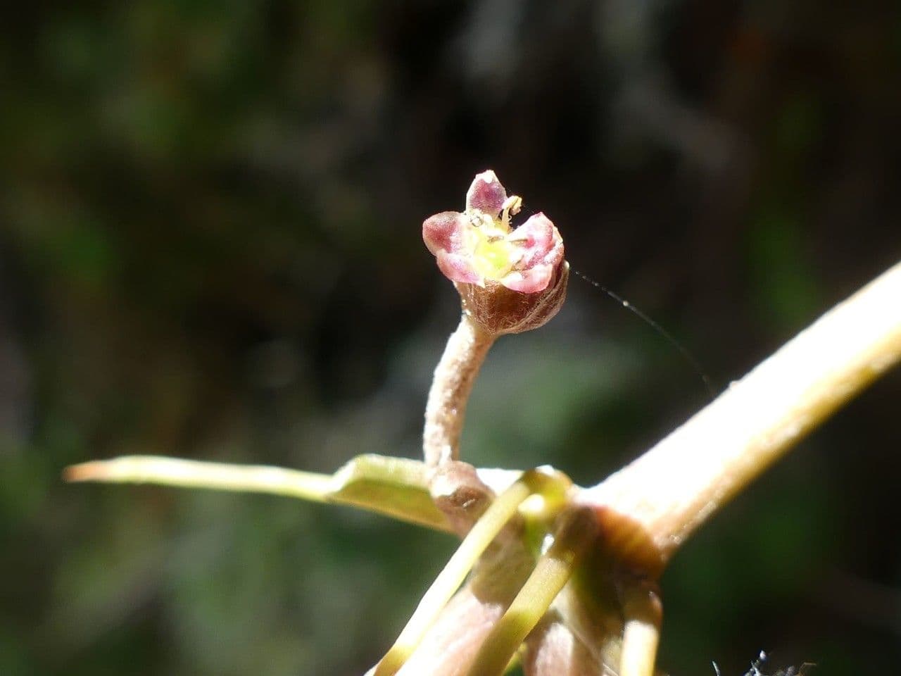 Centella asiatica 3