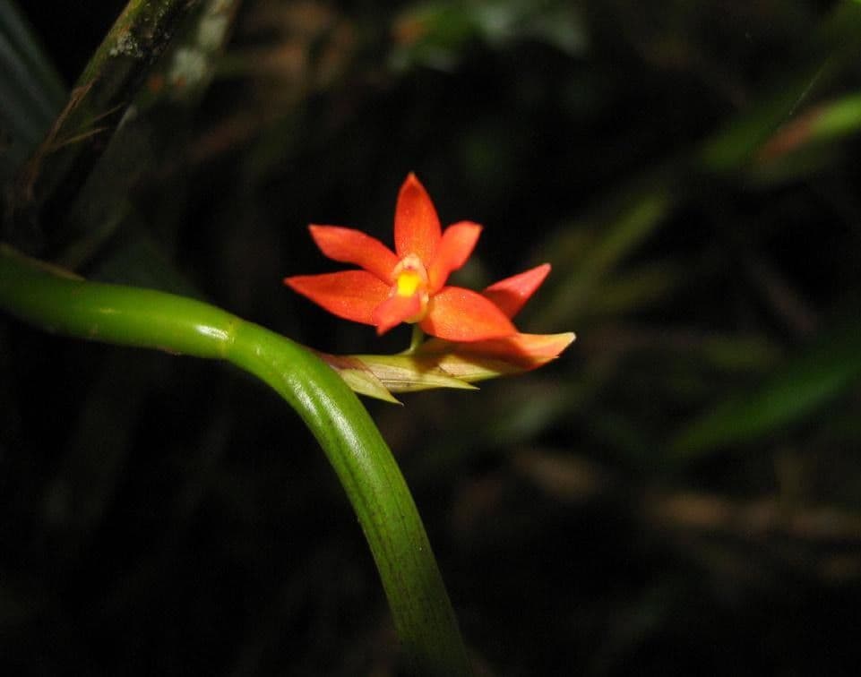 Scaphyglottis 6