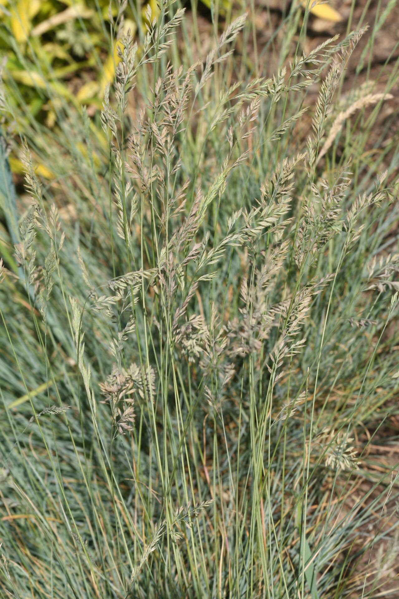 Festuca 2