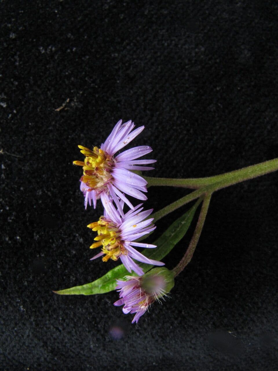 Aster 2