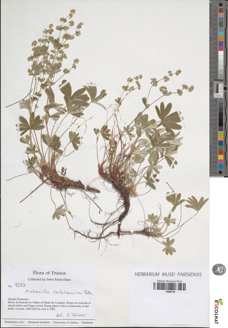 Alchemilla catalaunica 5