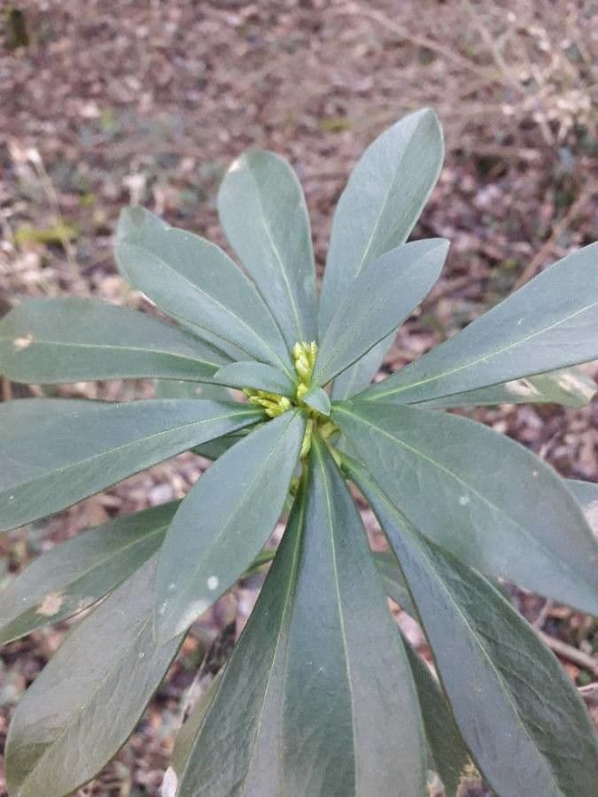 Olivella 19