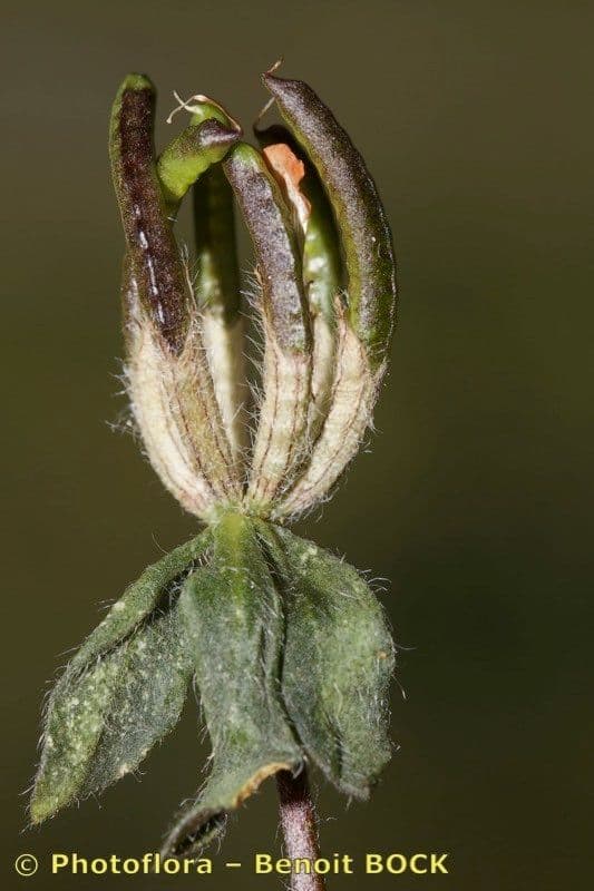 Anthyllis