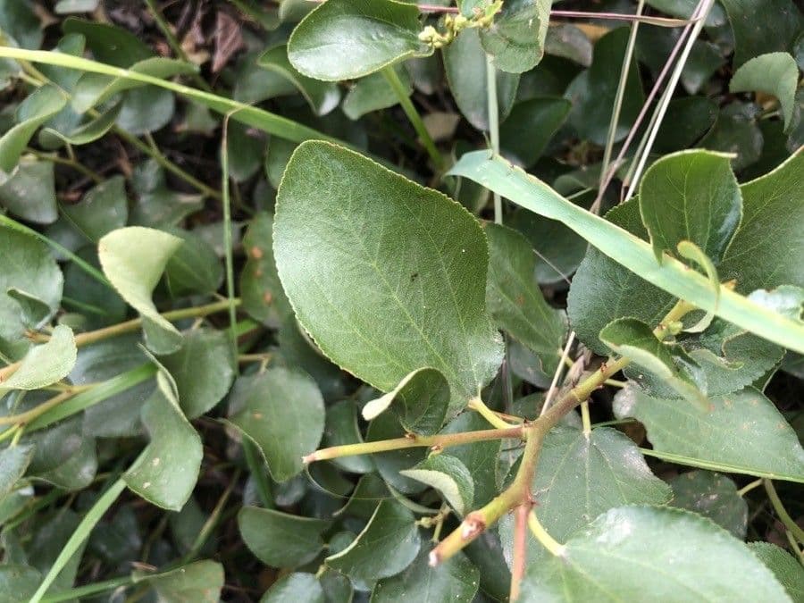 Ceanothus sametový 14