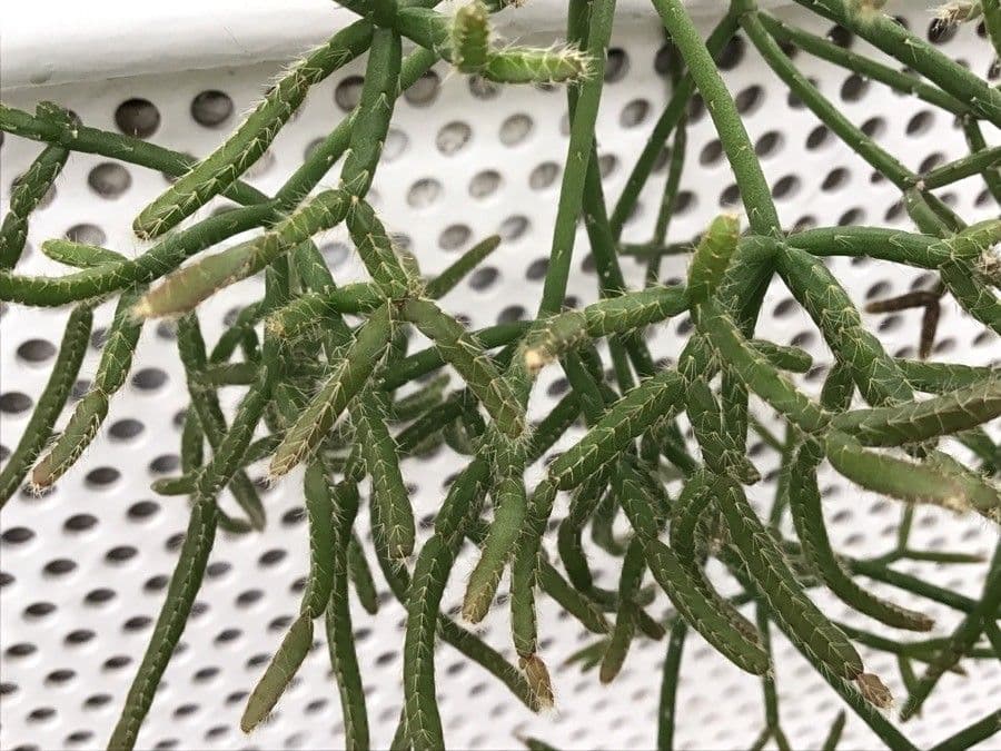 Rhipsalis 6