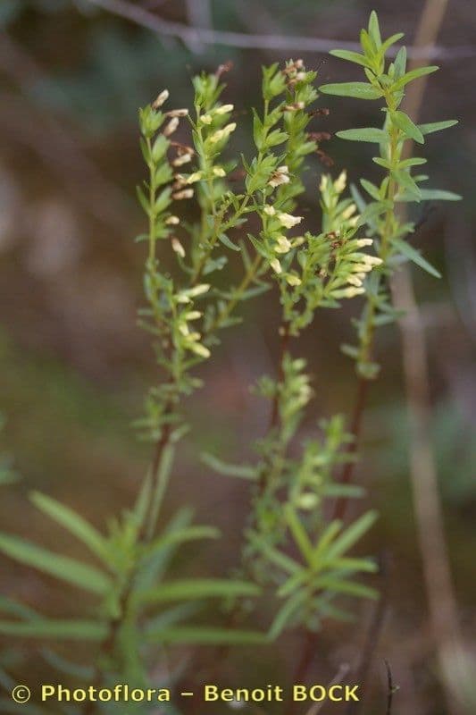 Ozubenec 7