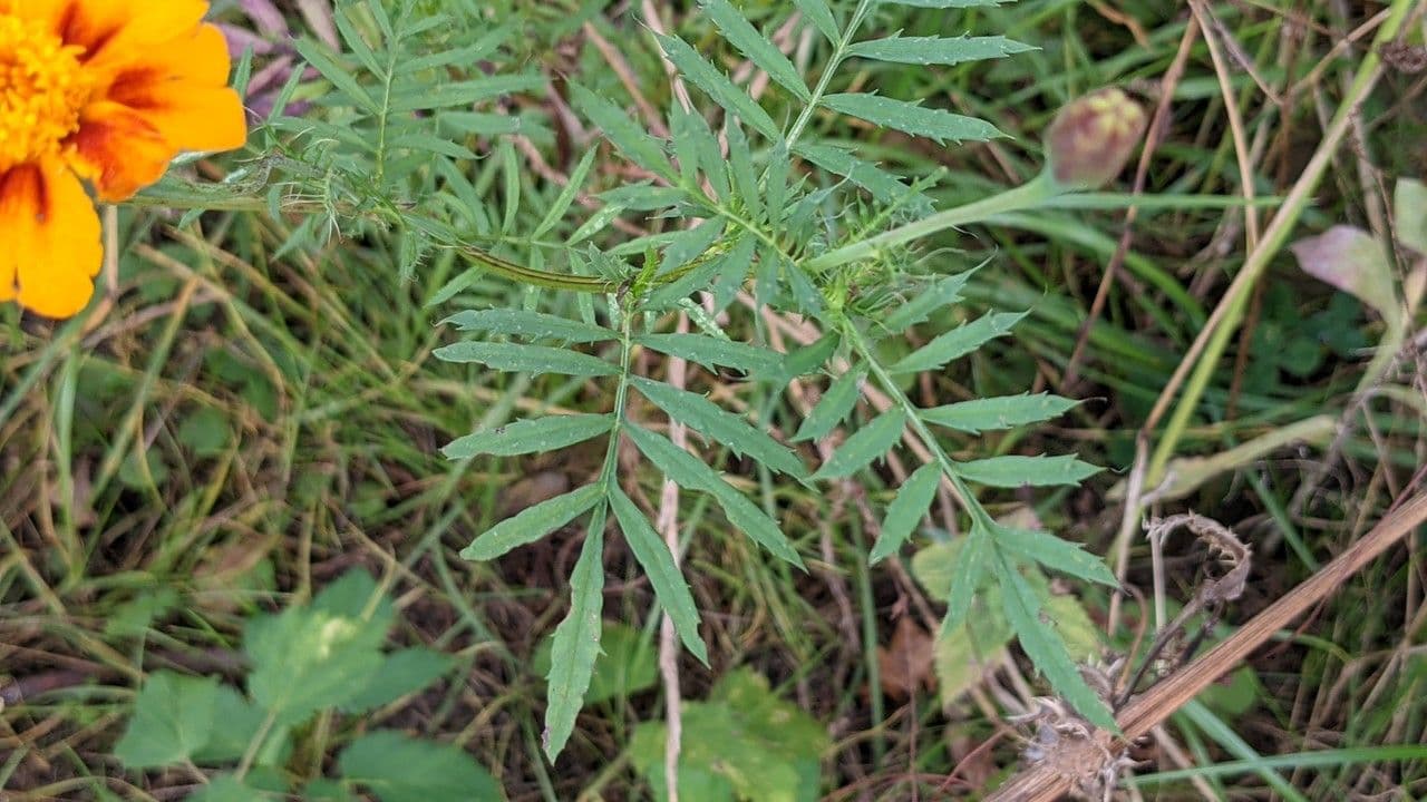 Schmalblättrige Studentenblume 16