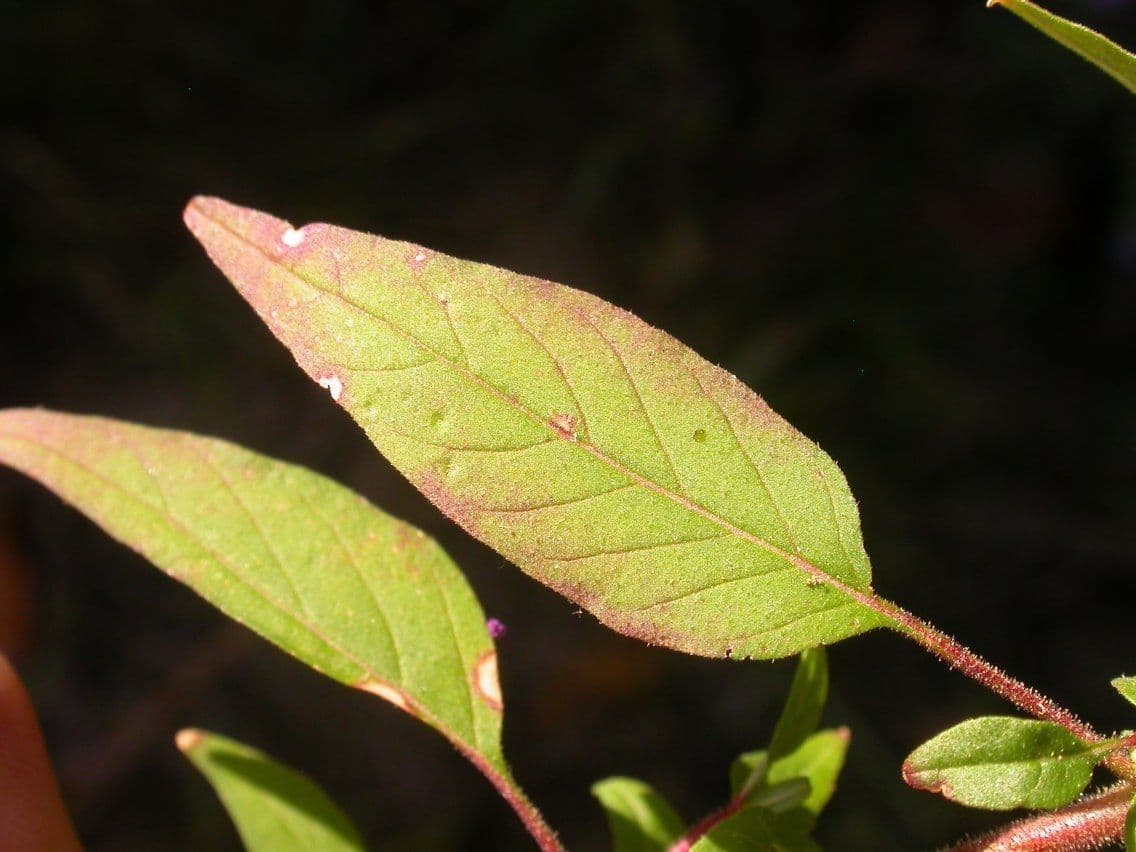 Cuphea viscosissima 12