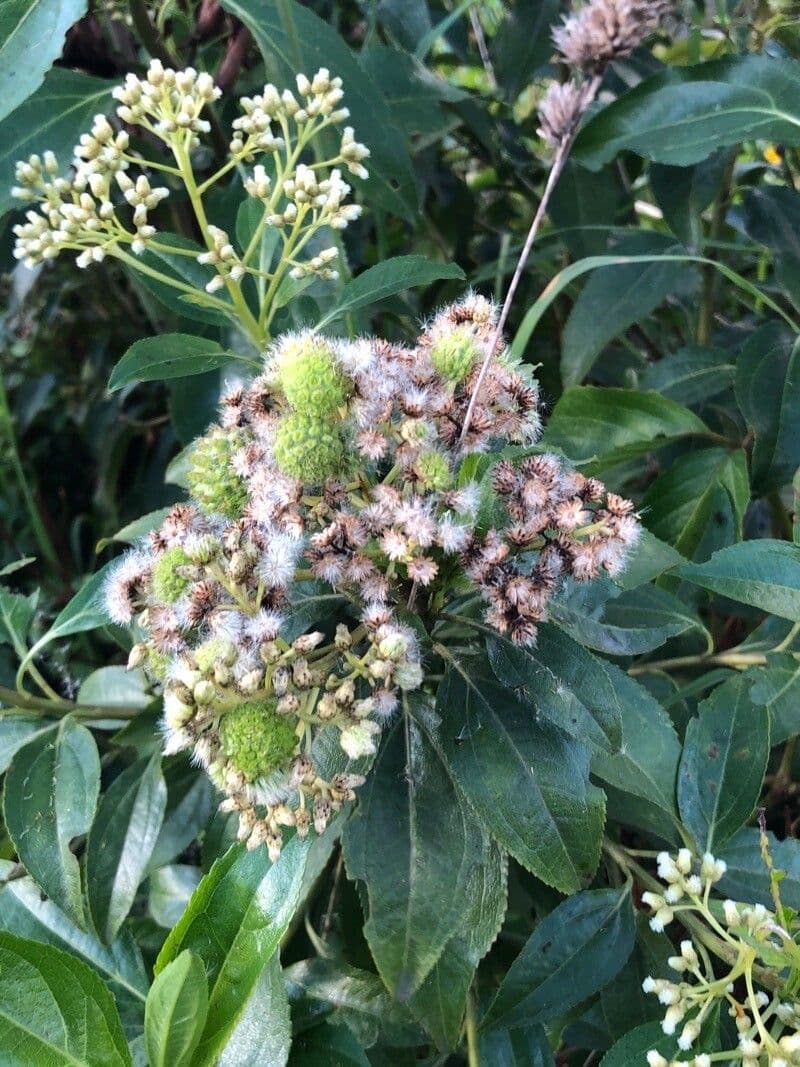 Baccharis 2