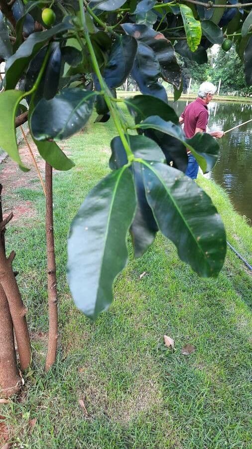 Garcinia brasiliana 9