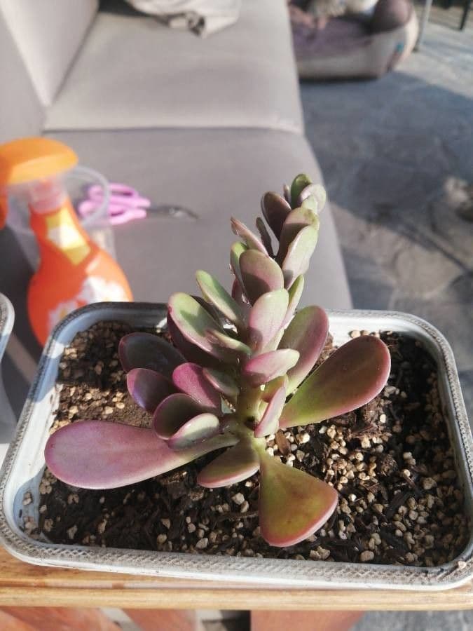 Kleinia 10