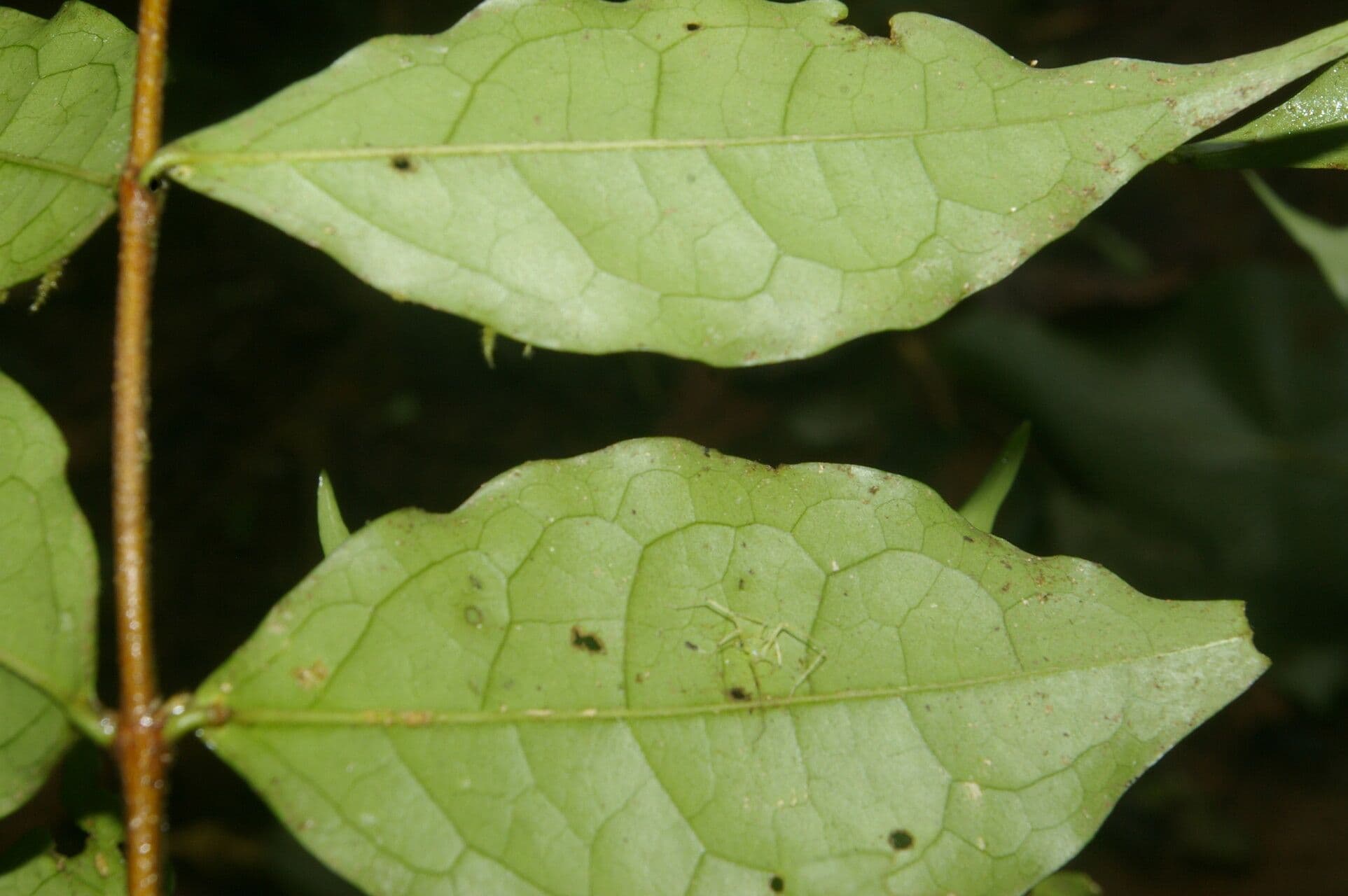 Malpighia 7