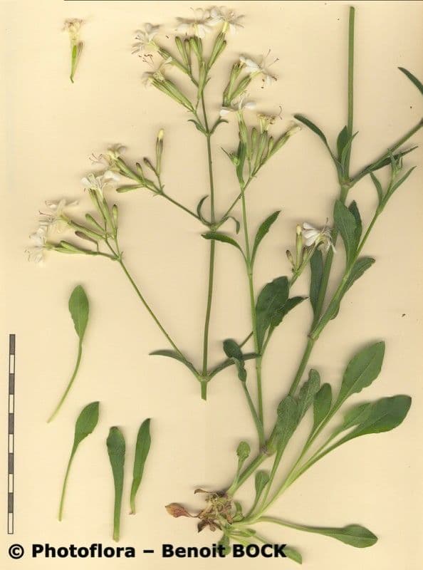 Silene italiana 29