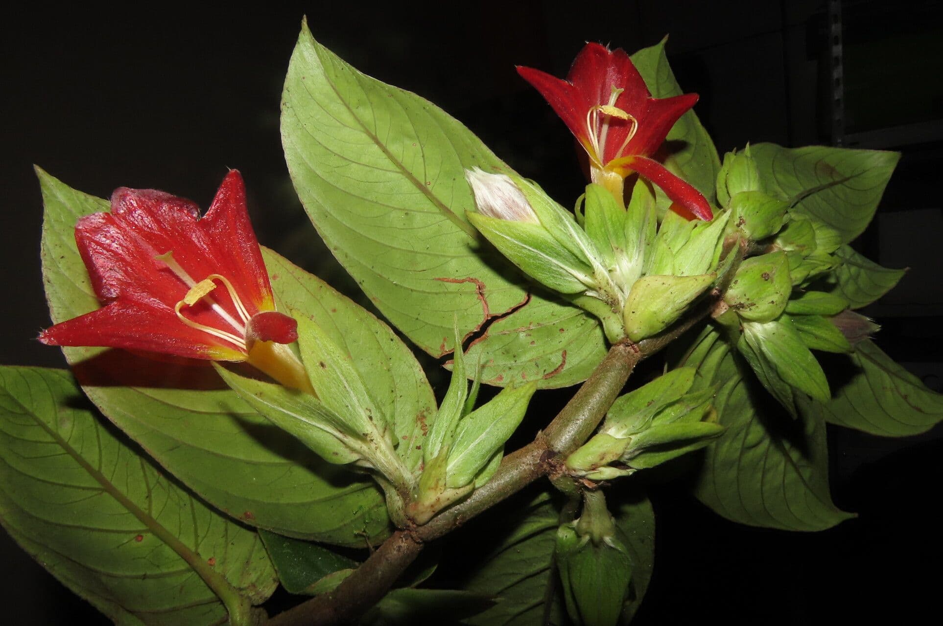 Columnea nicaraguense 12