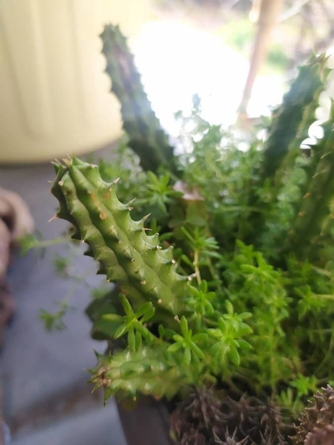 Edithcolea 11