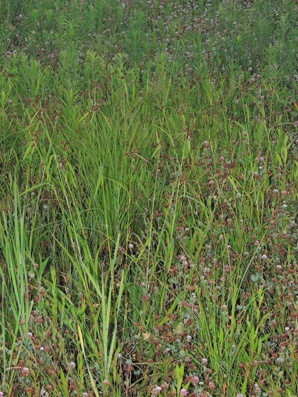 Buisson noir 11