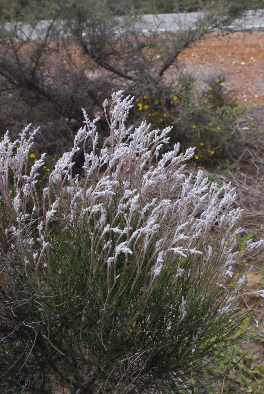 Conospermum stoechadis 3