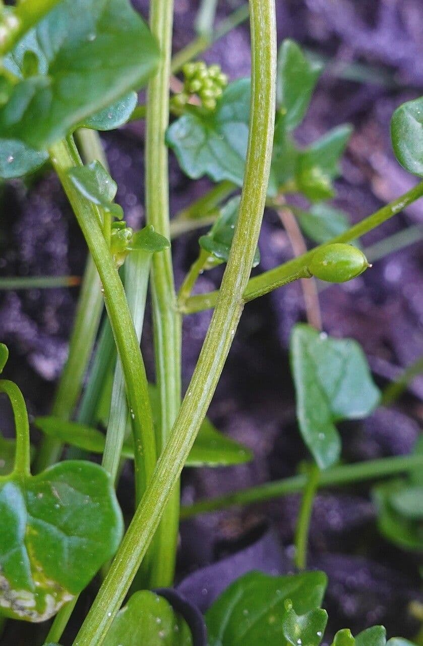 Coclearia danese 23