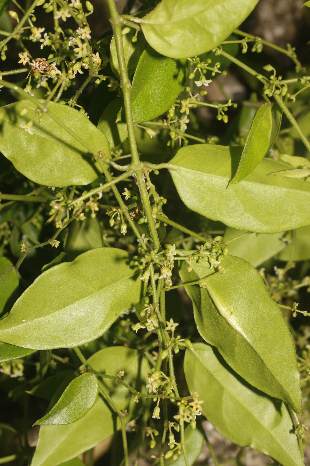 Tassadia 13