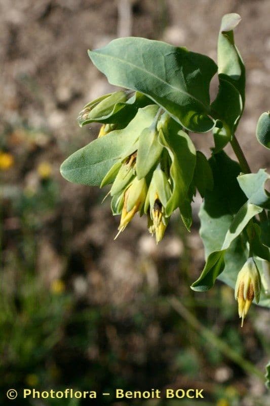 Cerinthe minor 23