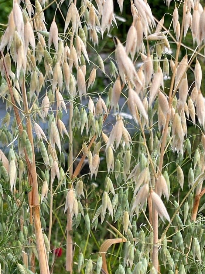 Avena 8