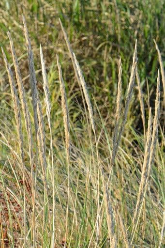 American beach grass 3