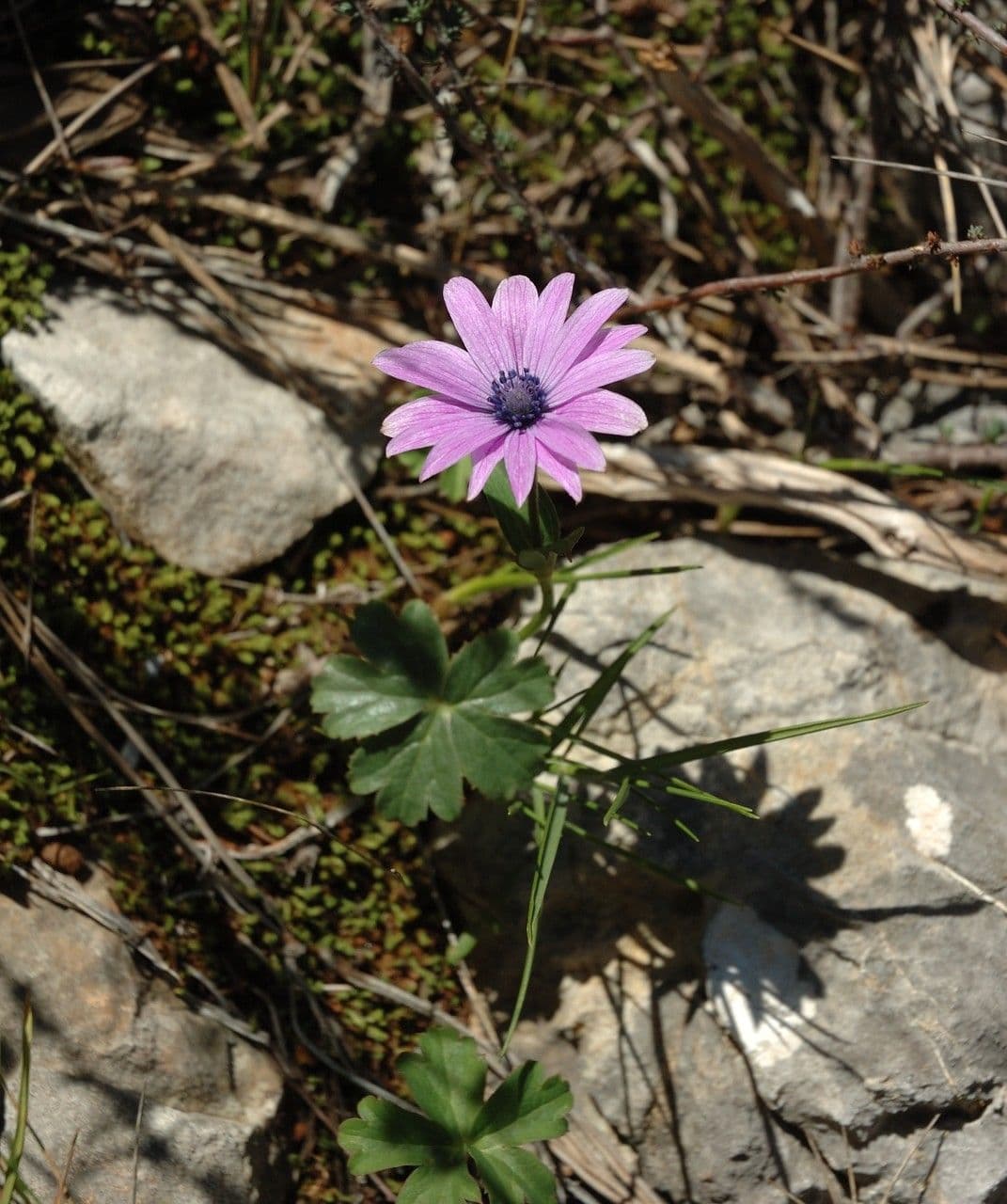 Anemone dei giardini 11