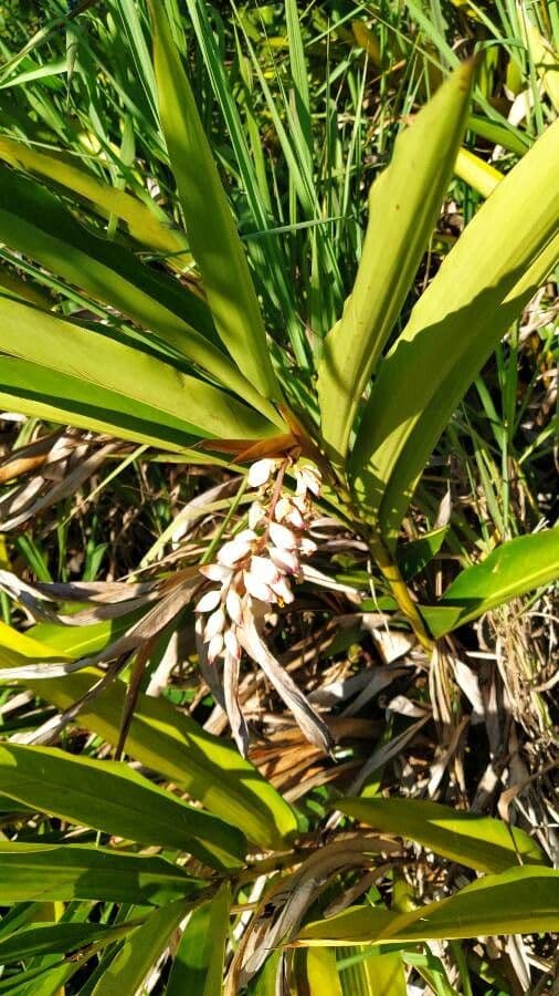 Alpinia zerumbet 11