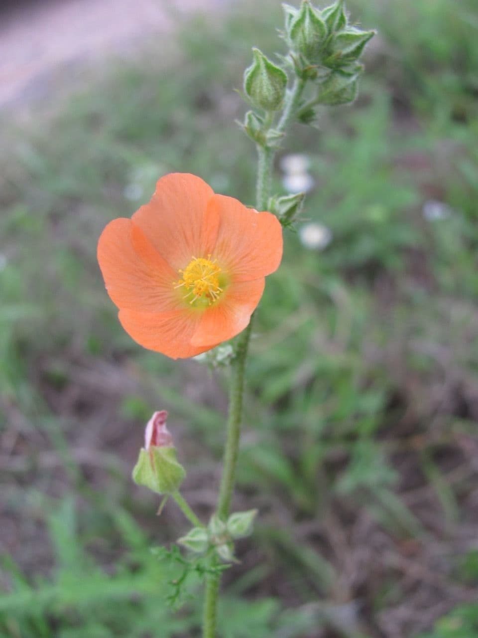 Sphaeralcea
