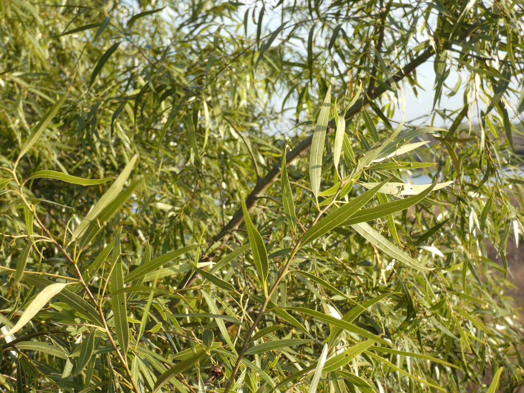 Nectandra angustifolia 7