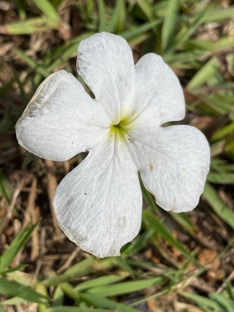 Rohrförmiges Cycnium