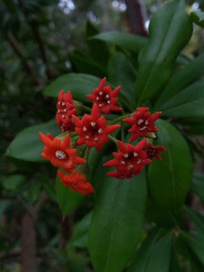 Bonellia macrocarpa 7