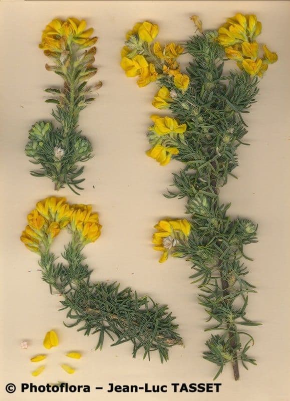 Adenocarpus decorticans 15