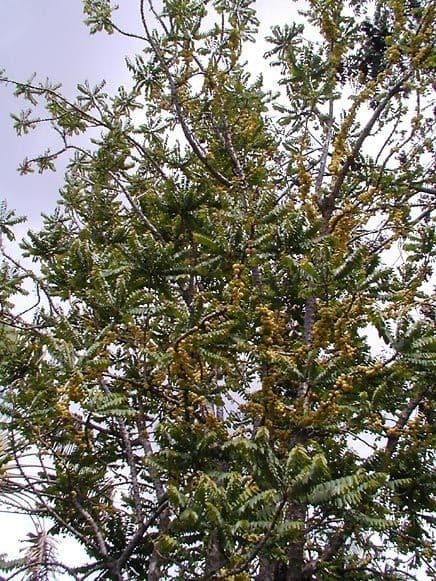 Phyllanthus 12