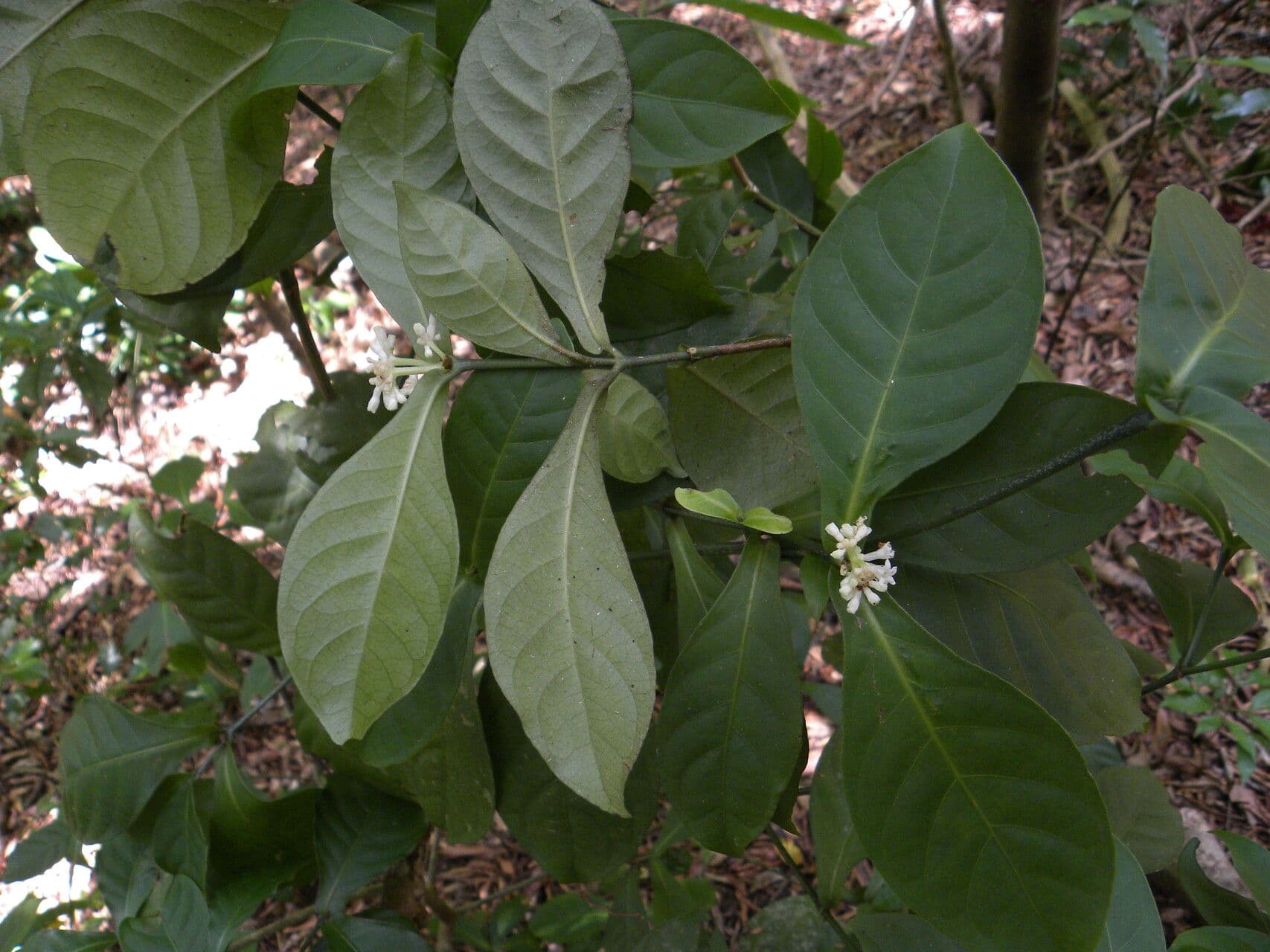 Psychotria 7