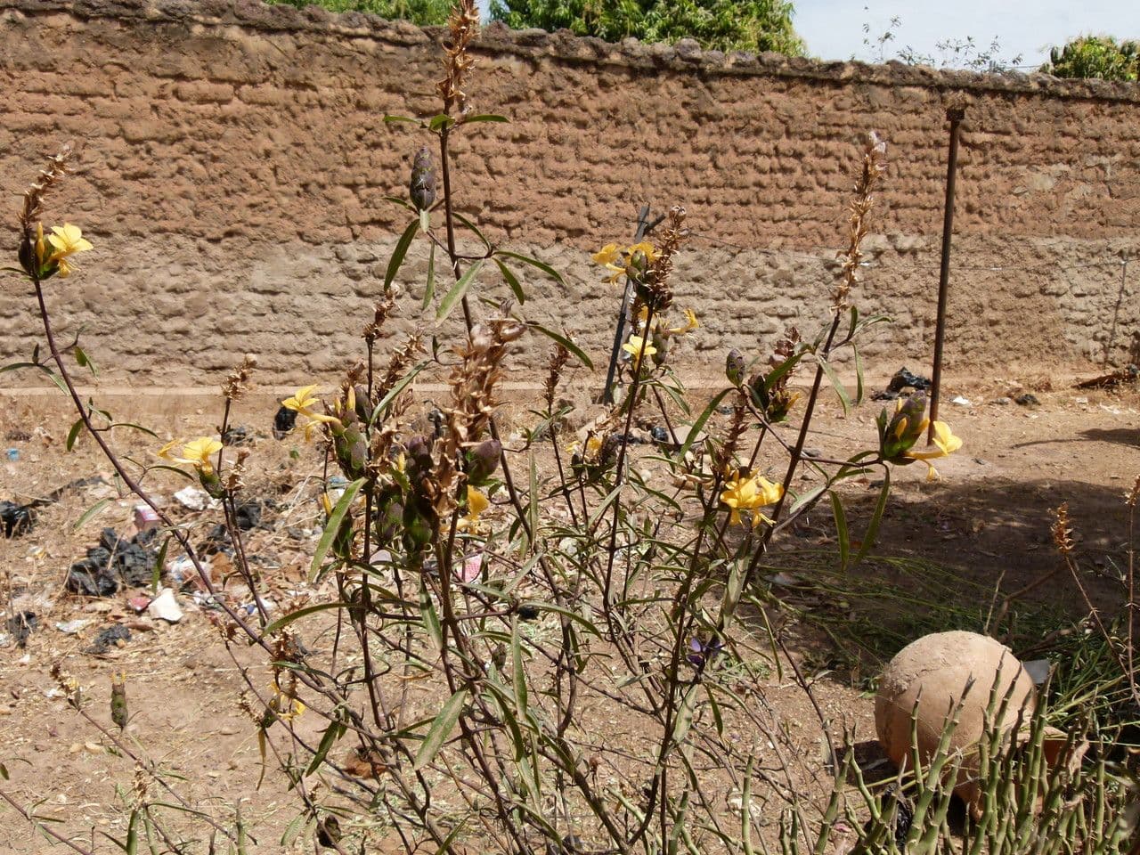 Barleria a cono di luppolo 13