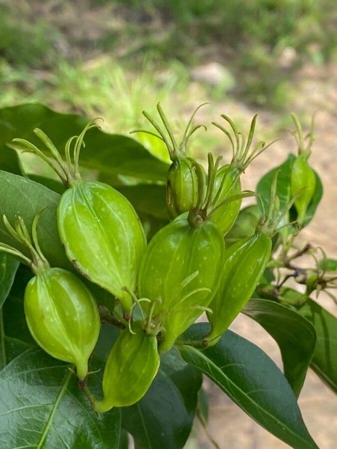 Kutarea 4