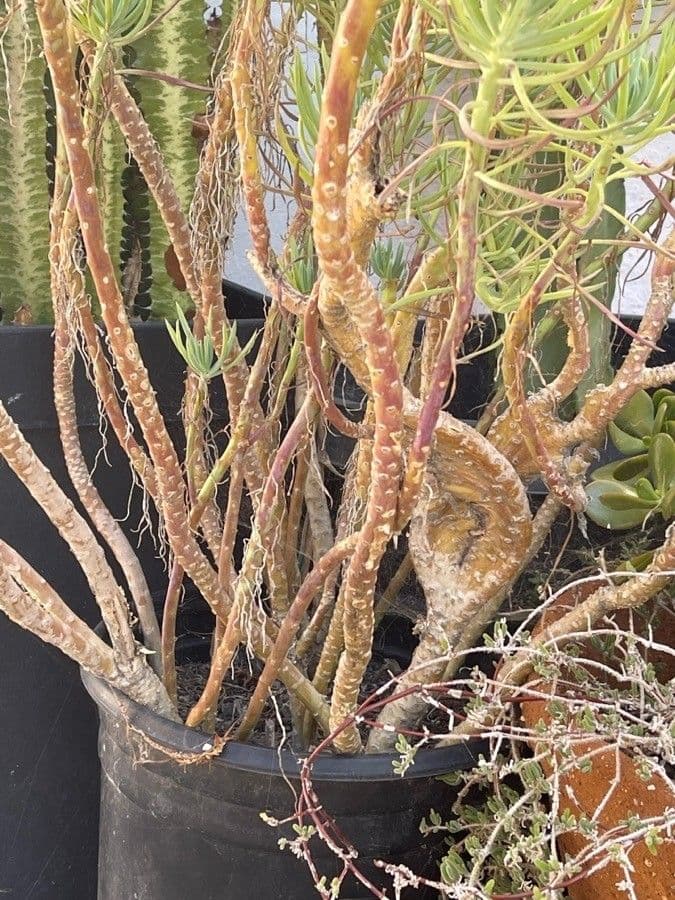 Dudleya 19